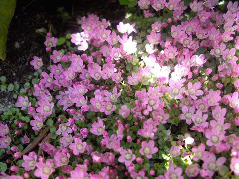 Lysimachia tenella 'Studland' photo